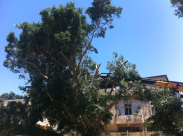 بالصور: البلدية مستمرة بحملة قطع الأشجار الضخمة في شارع مجين ابراهام بيافا